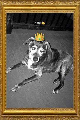 King Williams 2005-2018